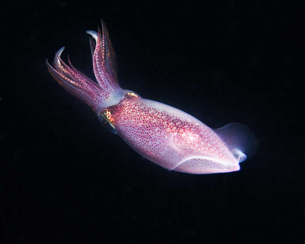 Sepioteuthis sepioidea