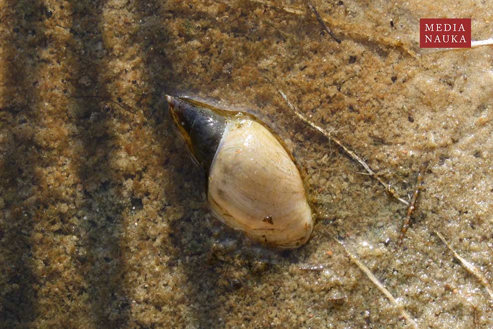 błotniarka stawowa, nieruch (Lymnaea stagnalis)