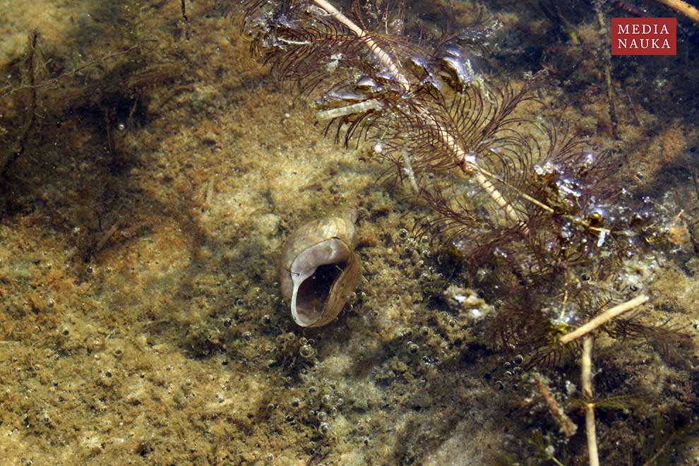 błotniarka stawowa, nieruch (Lymnaea stagnalis)