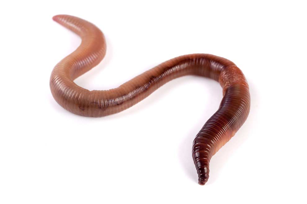 dżdżownica ziemna (Lumbricus terrestris)