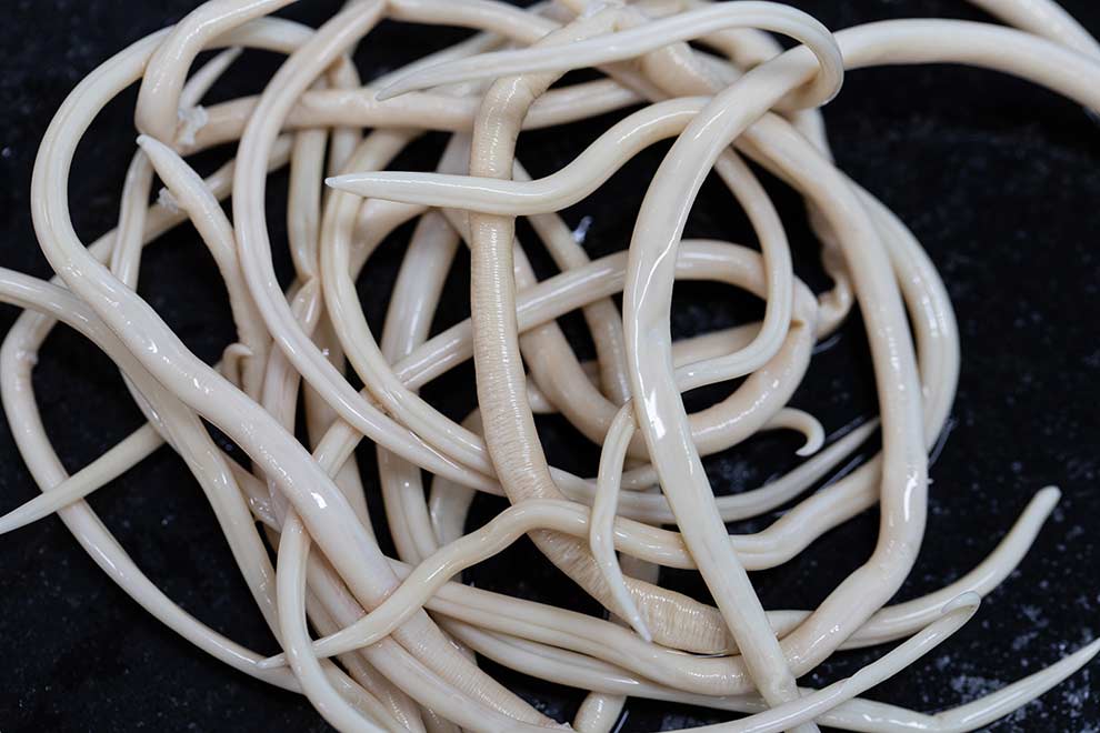 glista ludzka (Ascaris lumbricoides)