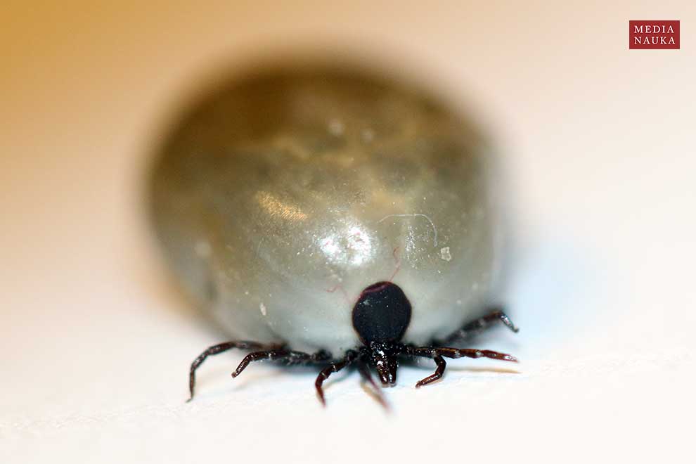 kleszcz pastwiskowy, kleszcz pospolity (Ixodes ricinus)