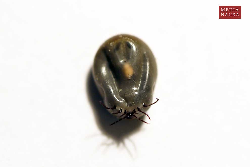 kleszcz pastwiskowy, kleszcz pospolity (Ixodes ricinus)