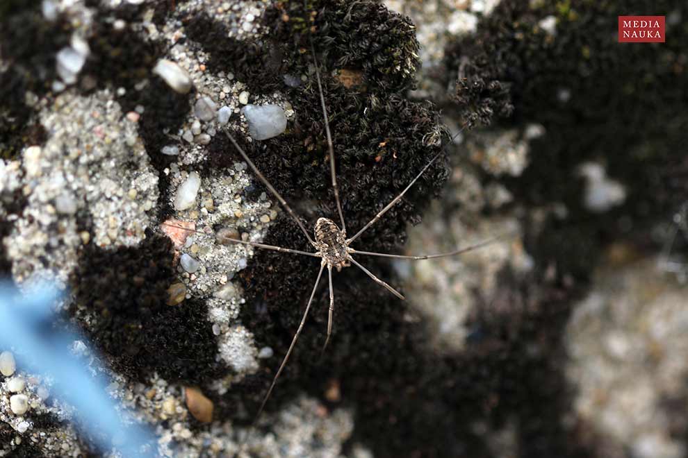 kosarz zwyczajny (Phalangium opilio)