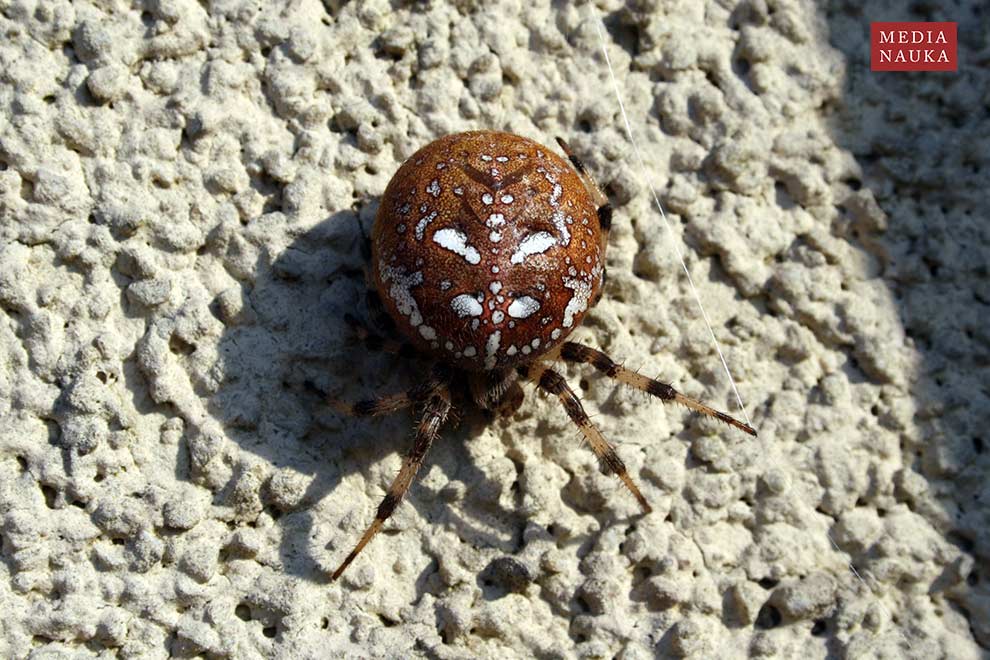 krzyżak łąkowy (Araneus quadratus)