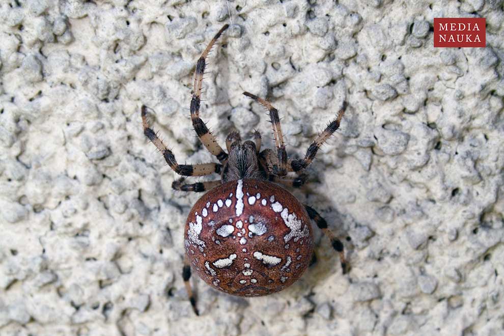 krzyżak łąkowy (Araneus quadratus)