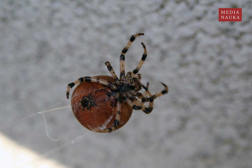 krzyżak łąkowy (Araneus quadratus)