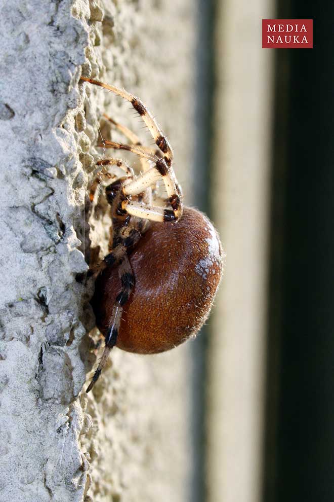 krzyżak łąkowy (Araneus quadratus)