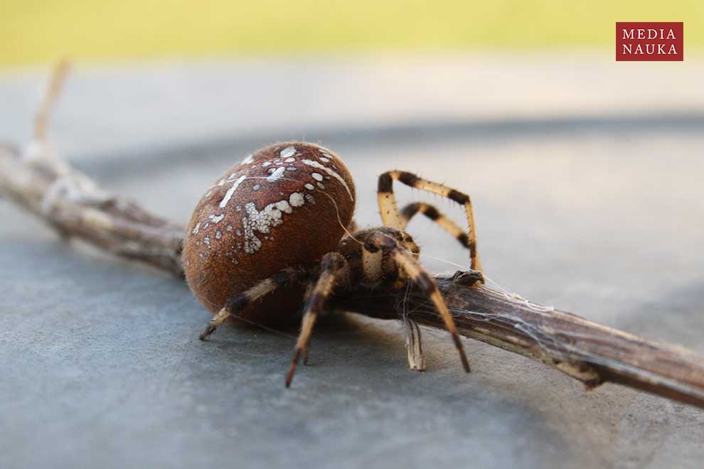 krzyżak łąkowy (Araneus quadratus)