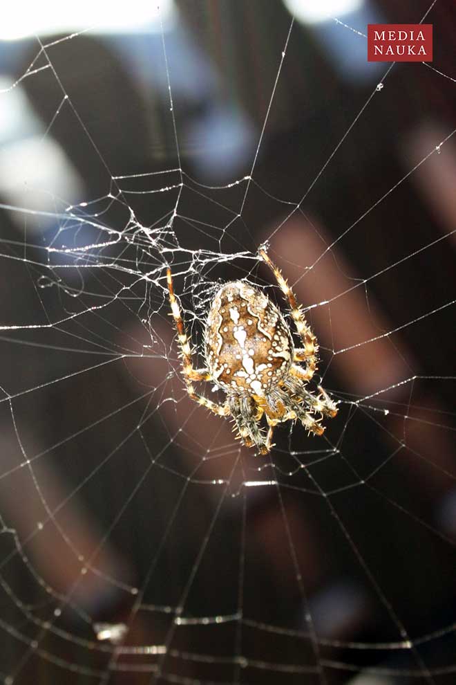 krzyżak ogrodowy (Araneus diadematus)