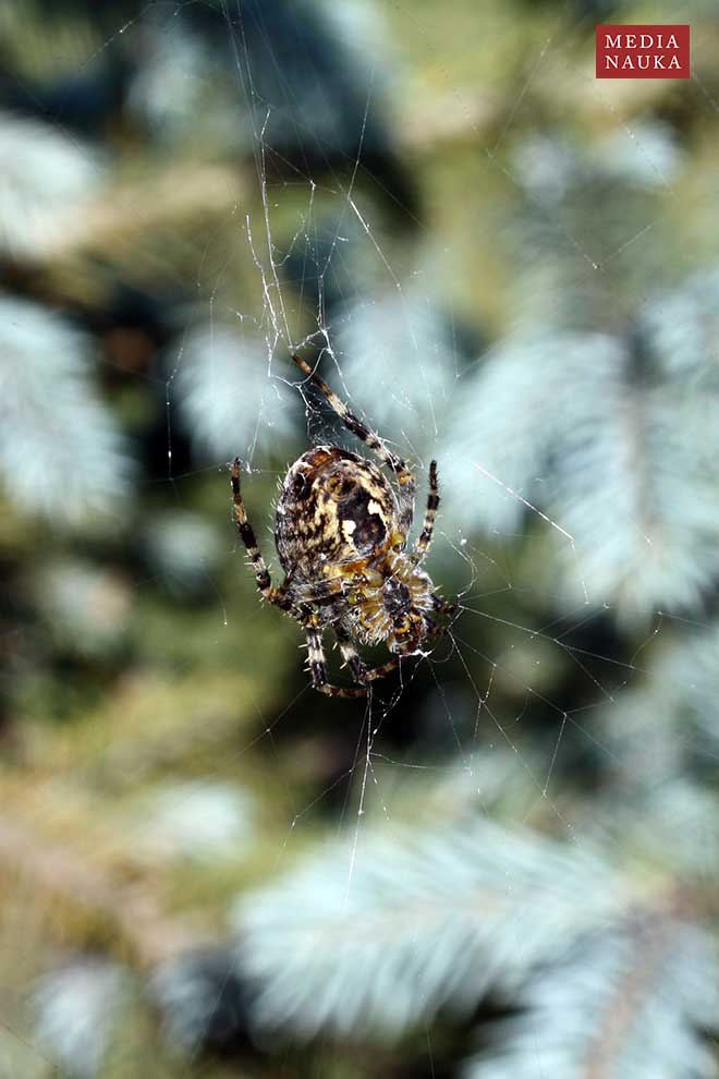 krzyżak ogrodowy (Araneus diadematus)