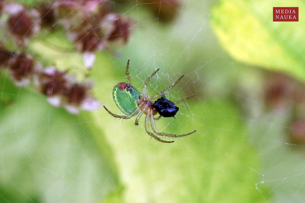 krzyżak zielony (Araniella cucurbitina)