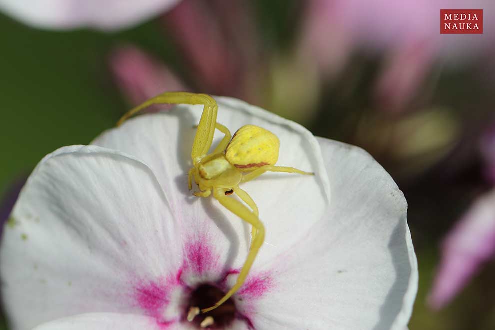 kwietnik (Misumena vatia)