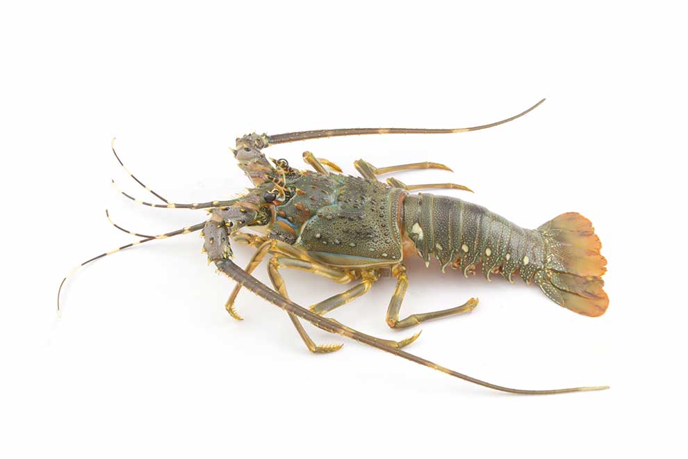 langusta, langusta zwyczajna (Palinurus vulgaris)