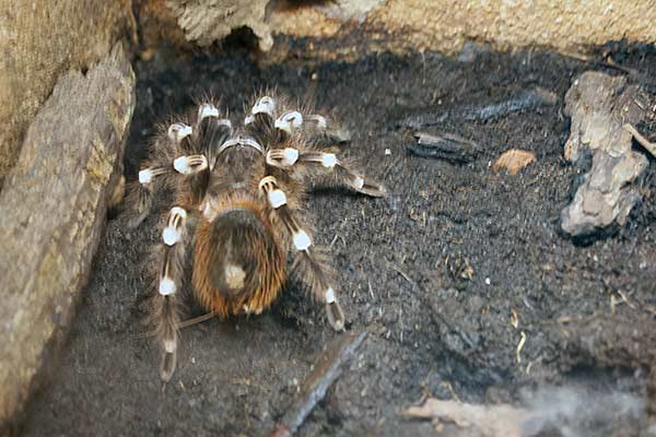 ptasznik białokolanowy (Acanthoscurria geniculata)