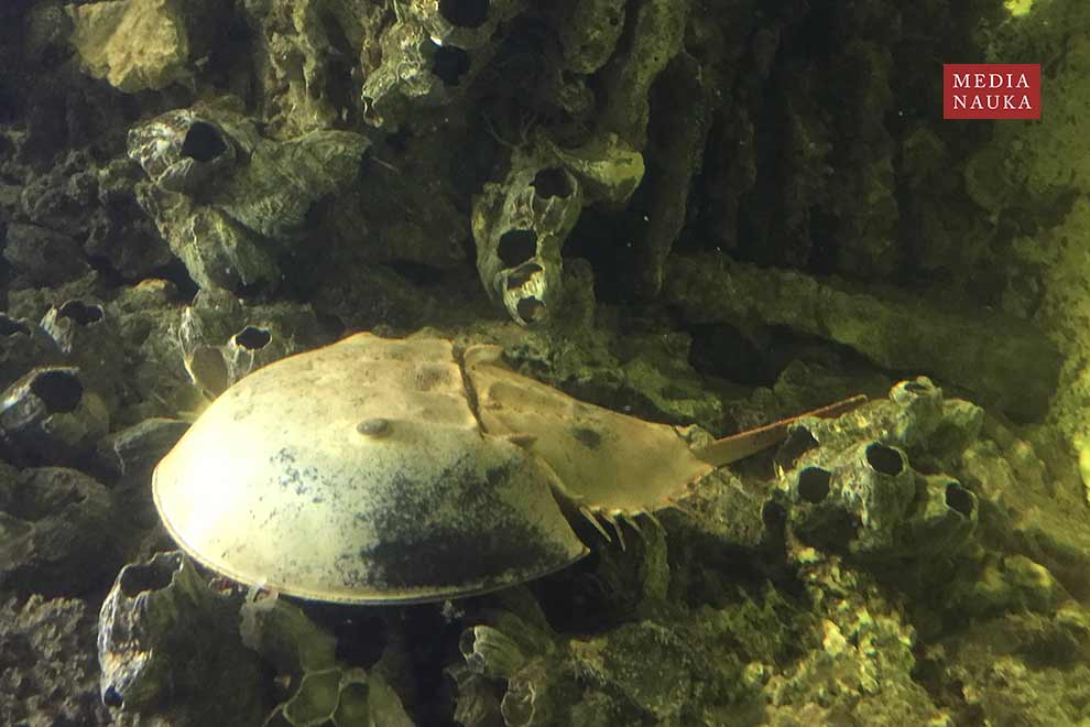 skrzypłocz (Limulus polyphemus)