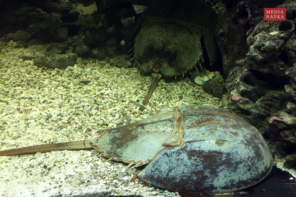 skrzypłocz (Limulus polyphemus)