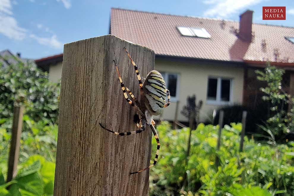 tygrzyk paskowany (Argiope bruennichi)