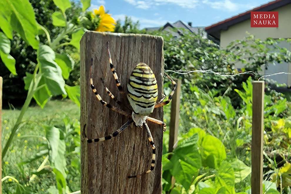 tygrzyk paskowany (Argiope bruennichi)