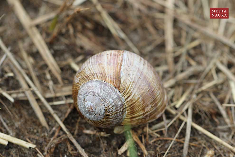 ślimak winniczek