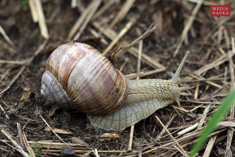 ślimak winniczek