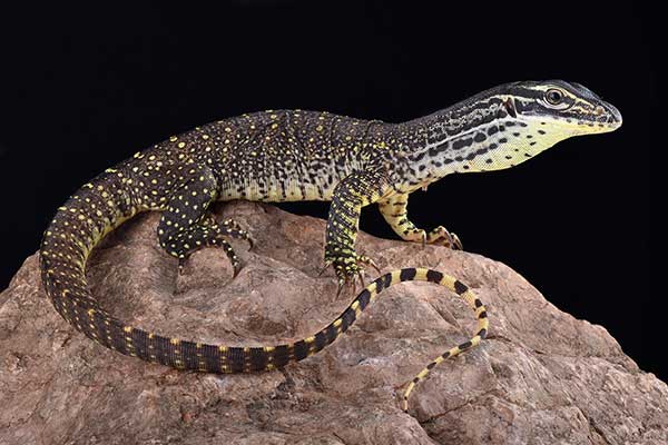  (Varanus panoptes)