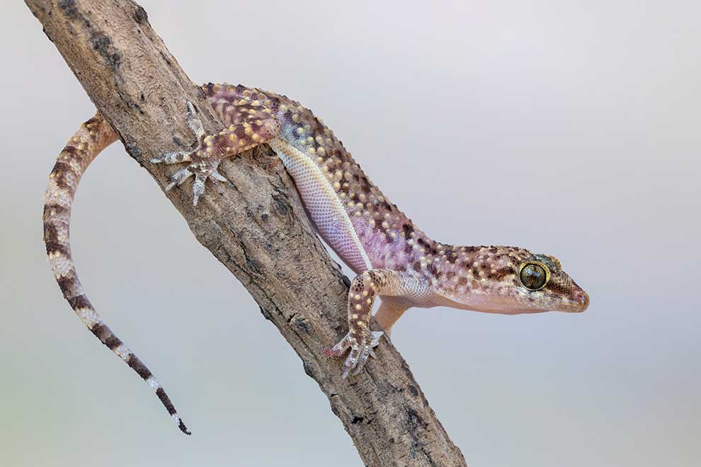 gekon turecki (Hemidactylus turcicus)