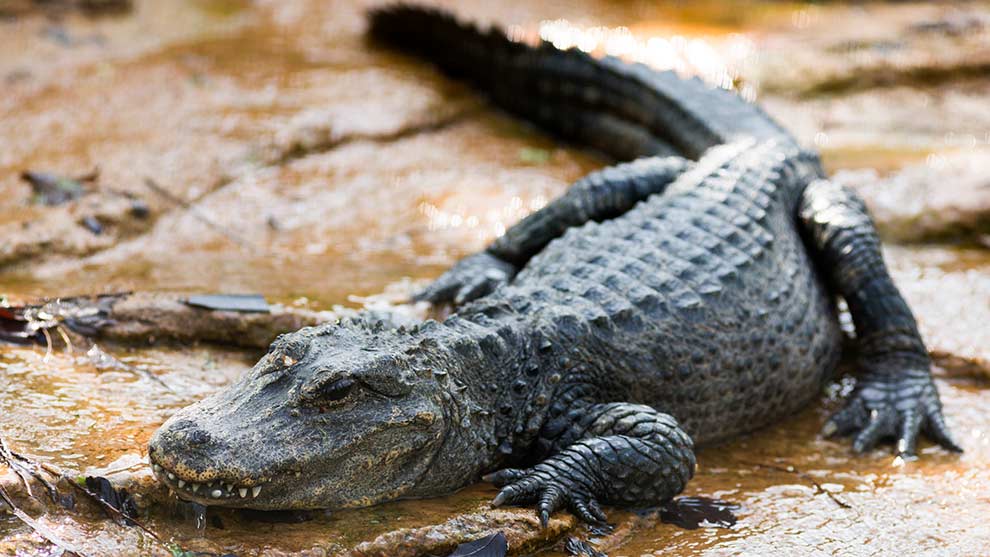 aligator chiński (Alligator sinensis)