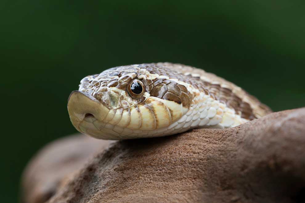 heterodon zachodni (Heterodon nasicus)