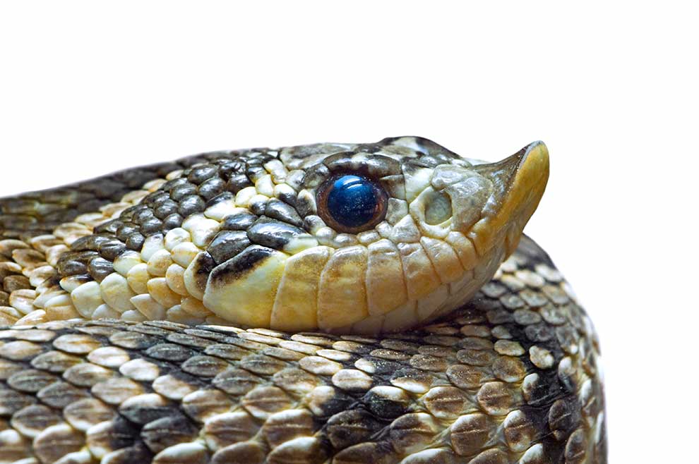 heterodon zachodni (Heterodon nasicus)