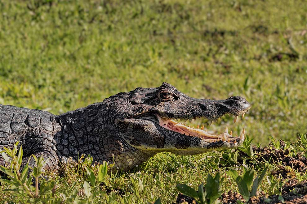 kajman żakare (Caiman yacare)