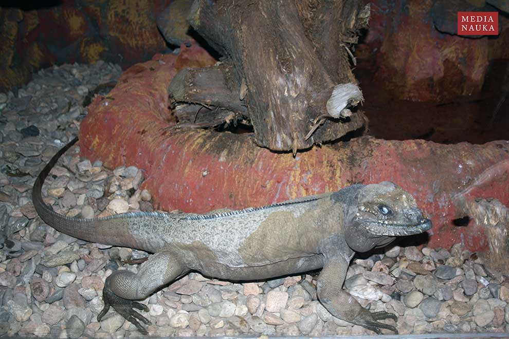 legwan nosorogi (Cyclura cornuta)