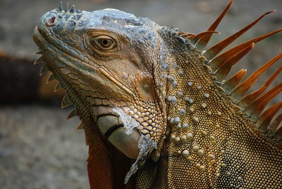 legwan zielony (Iguana iguana)