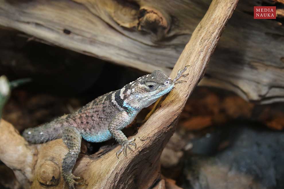 legwanik błękitny (Sceloporus serrifer)