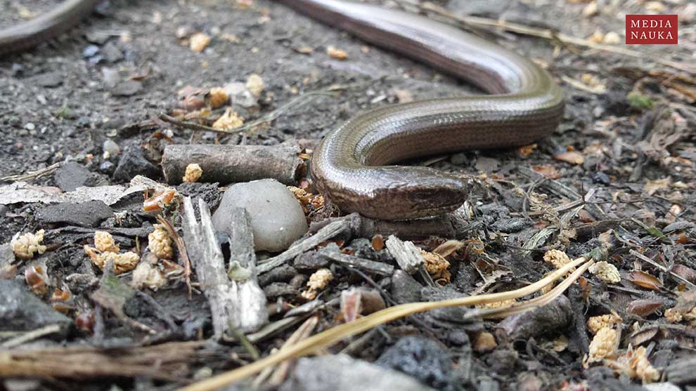 padalec zwyczajny (Anguis fragilis)