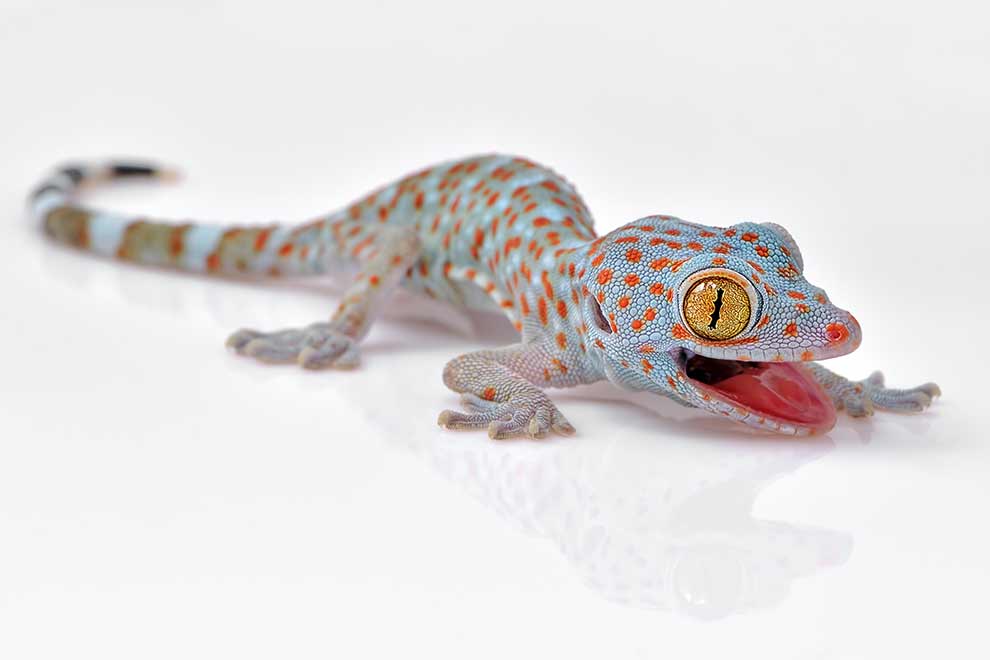 toke (Gekko gecko)