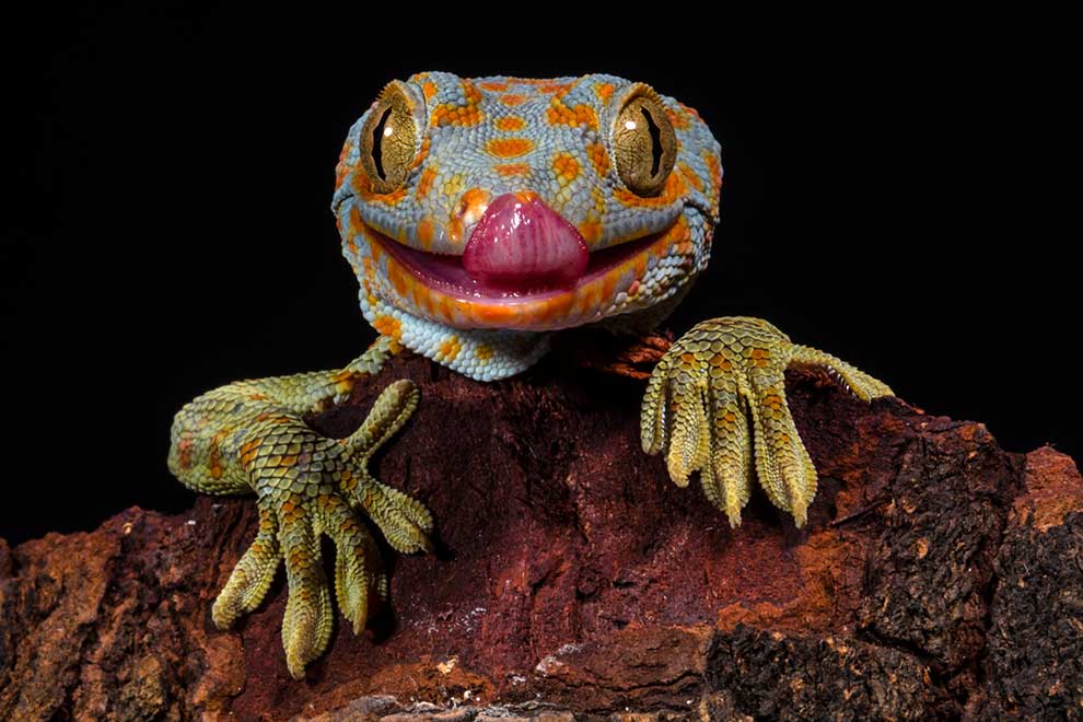 toke (Gekko gecko)