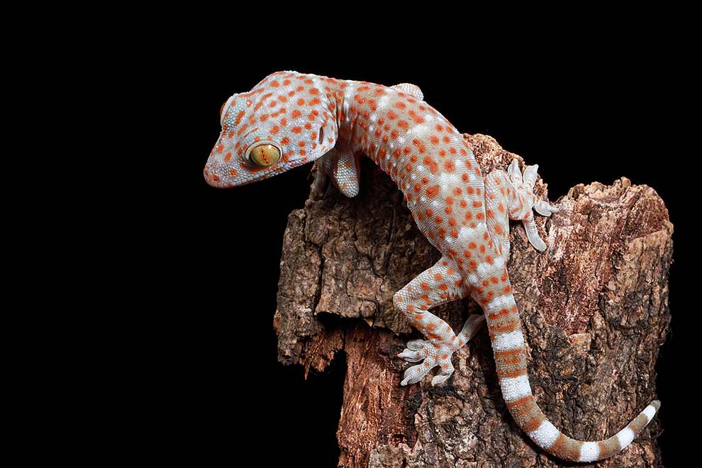 toke (Gekko gecko)
