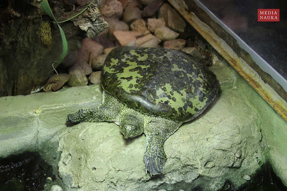 żółwiak amerykański, żółwiak kolcowaty