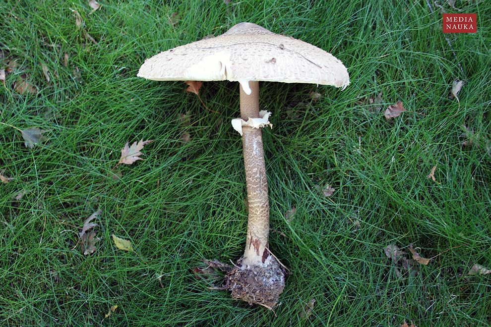 czubajka kania (Macrolepiota procera)