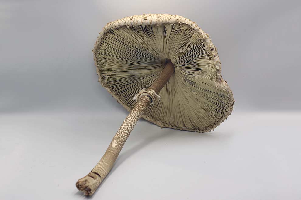 czubajka kania (Macrolepiota procera)