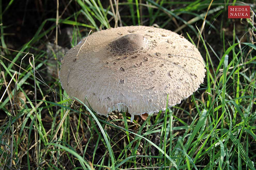 czubajka kania (Macrolepiota procera)