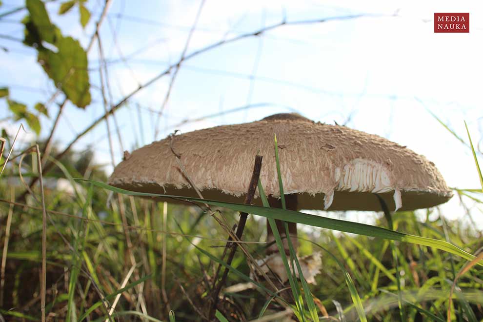 czubajka kania (Macrolepiota procera)