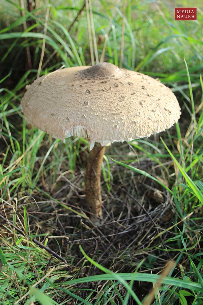 czubajka kania (Macrolepiota procera)