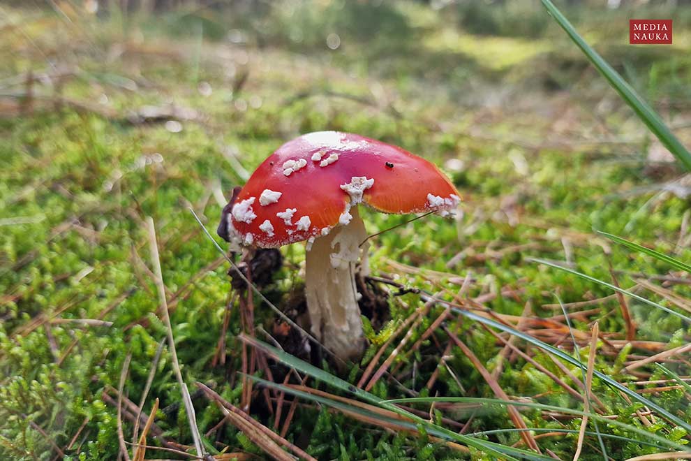 muchomor czerwony (Amanita muscaria)