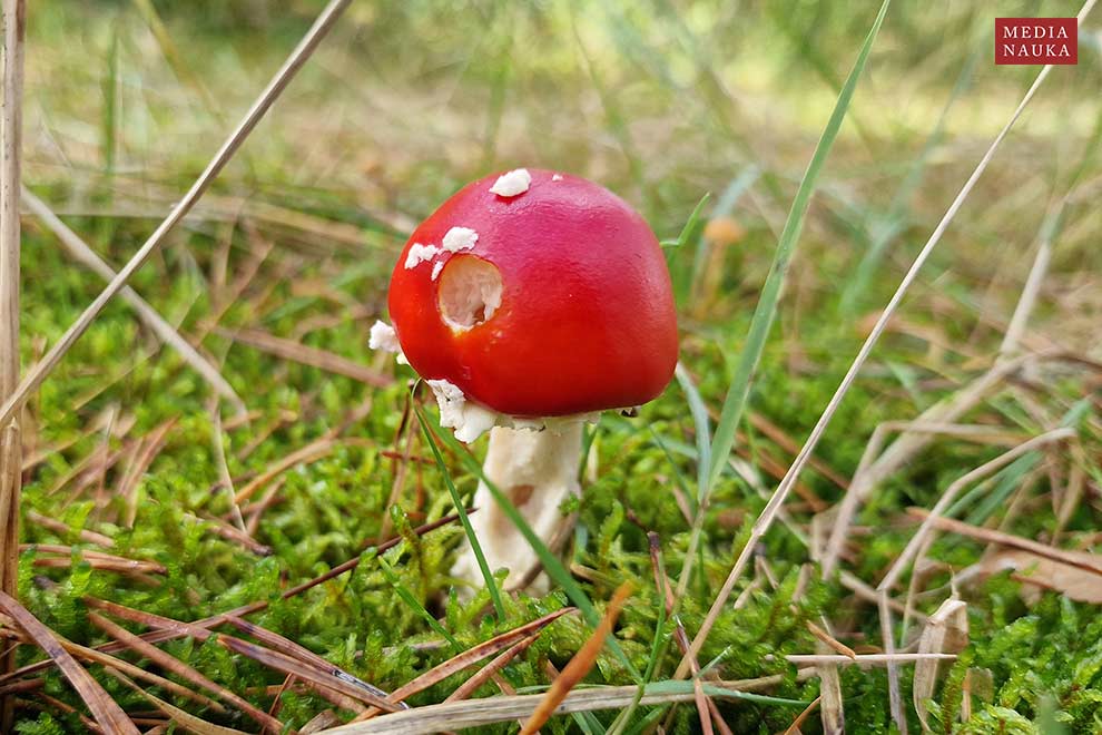 muchomor czerwony (Amanita muscaria)