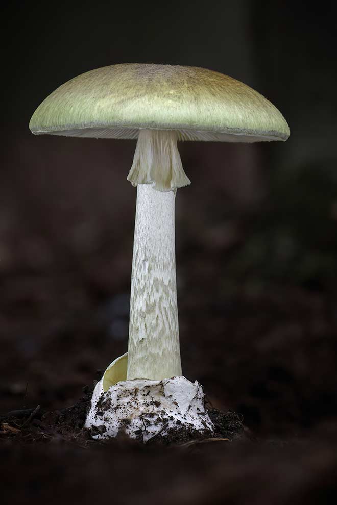 muchomor sromotnikowy, muchomor zielonawy (Amanita phalloides)