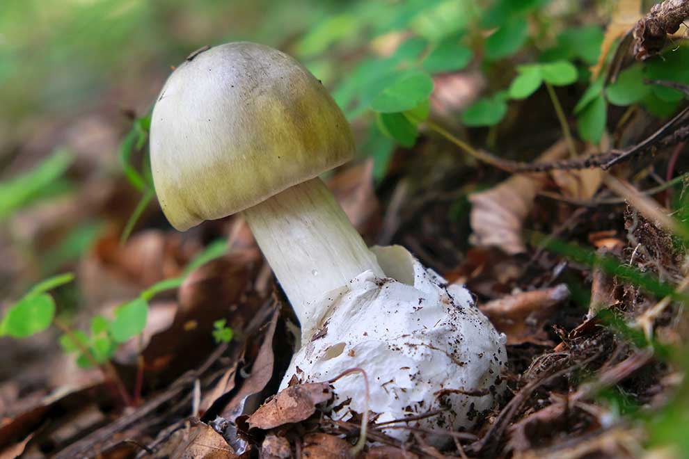 muchomor sromotnikowy, muchomor zielonawy (Amanita phalloides)