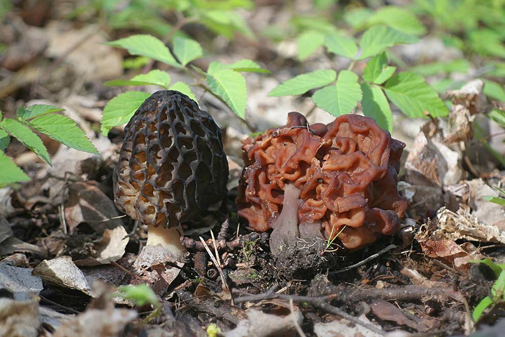 smardz jadalny (Morchella esculenta)