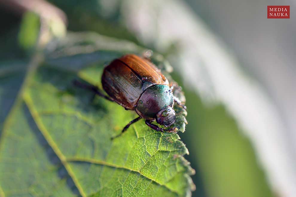 nierówienka listnik (Anomala dubia)